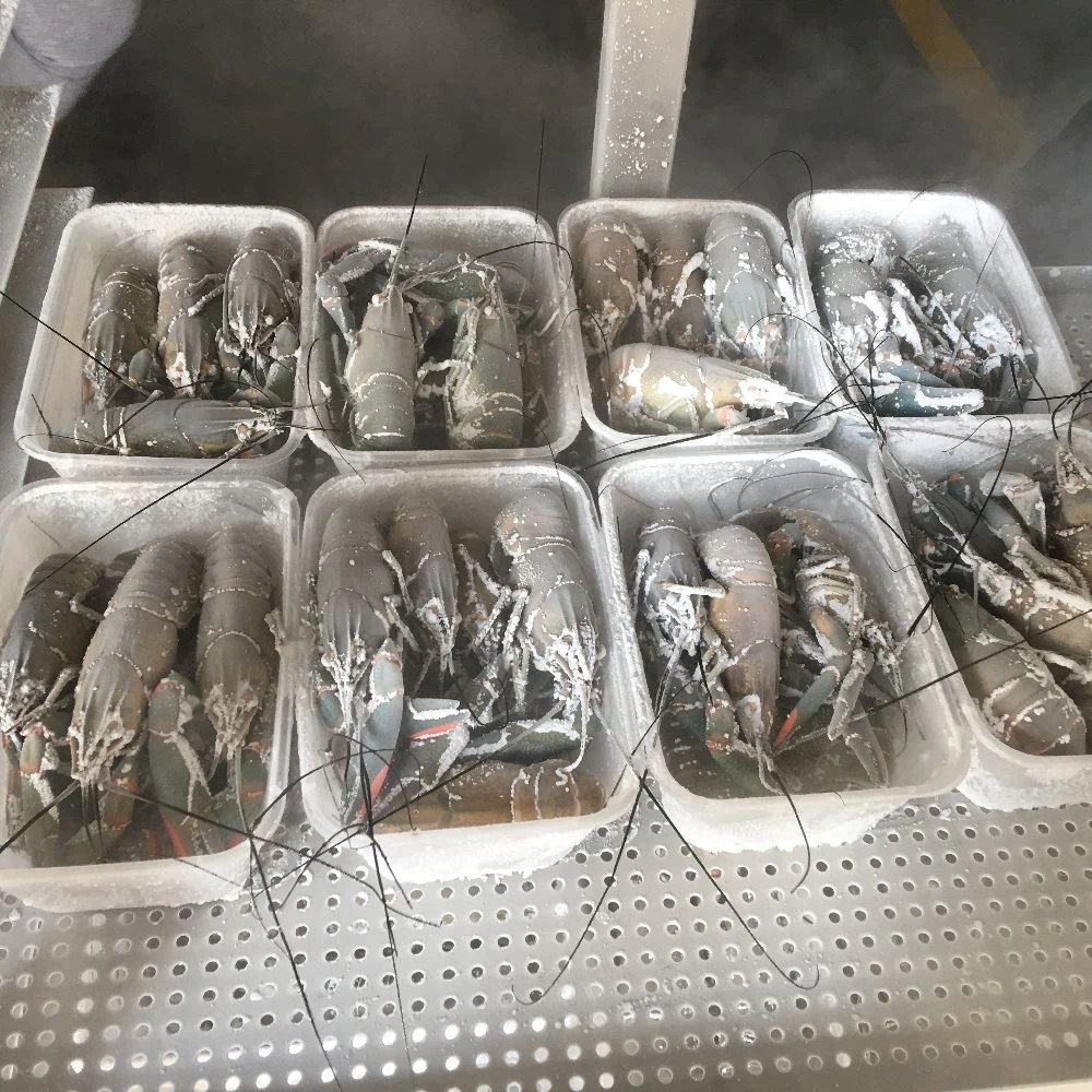 Lobster Freeing Equipment